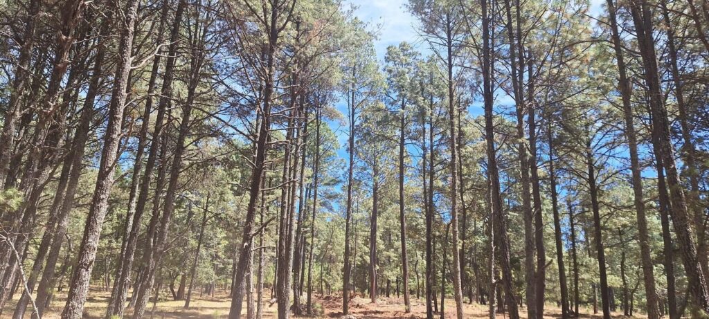 Potencial de Invertir en Terrenos en Tapalpa